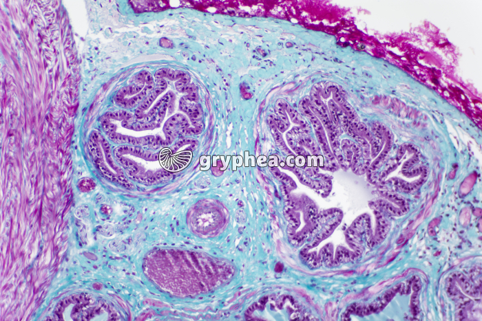 Vésicule séminale x40 - gryphea.com